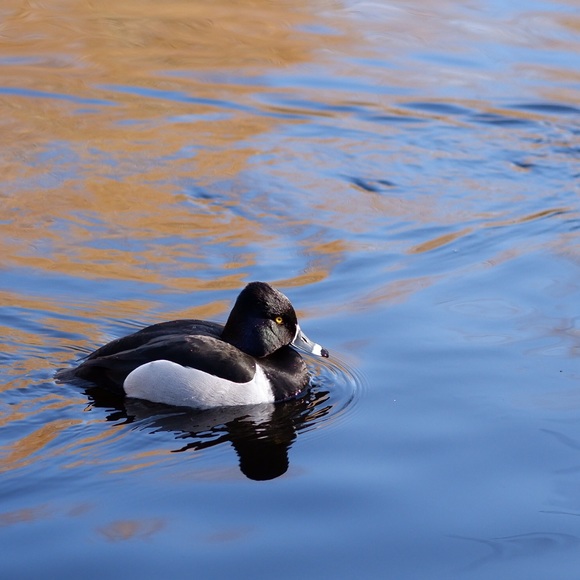 Meet your Posher, Julianna - Picture 3 of 3